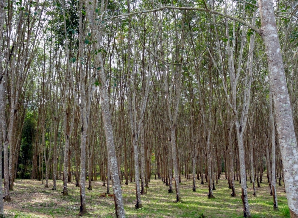 Zdjęcie z Tajlandii - Plantacja kauczukowcow