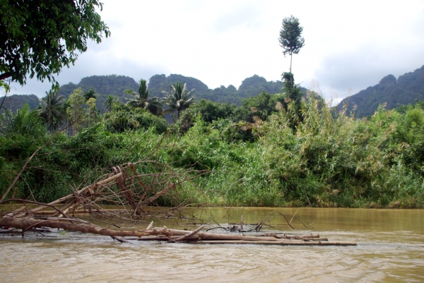 Zdjęcie z Tajlandii - Dzungla w Khao Sok