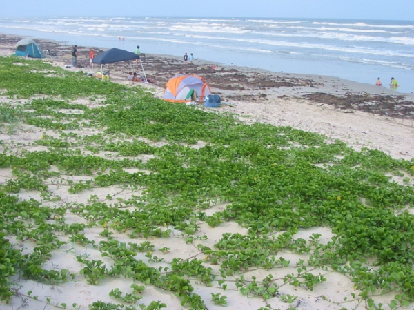 Zdjęcie ze Stanów Zjednoczonych - Malachitowa Plaża.