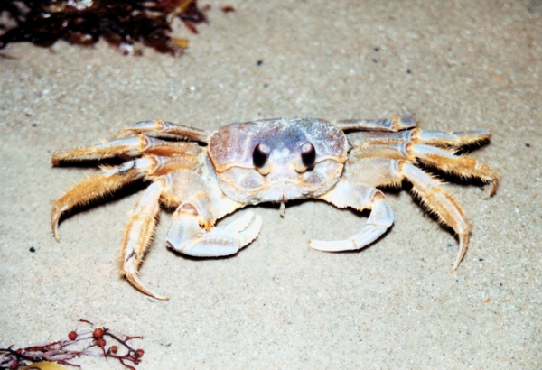 Zdjęcie ze Stanów Zjednoczonych - Ghost crab.