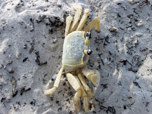 Zdjęcie ze Stanów Zjednoczonych - Ghost crab.