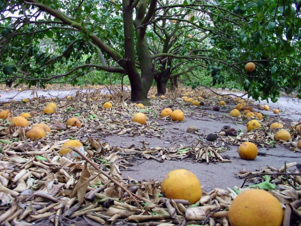 Zdjęcie ze Stanów Zjednoczonych - Sad grapefruitowy...