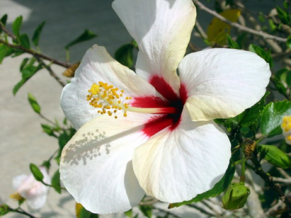 Zdjęcie ze Stanów Zjednoczonych - Biały hibiscus.