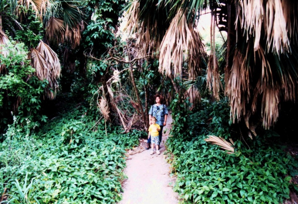 Zdjęcie ze Stanów Zjednoczonych - Sanktuarium palm.