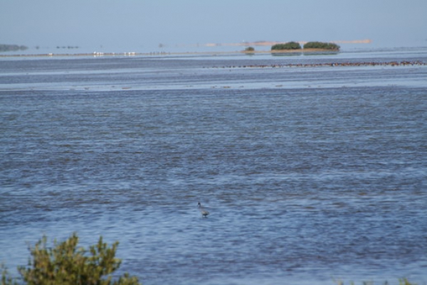 Zdjęcie ze Stanów Zjednoczonych - Laguna Atascosa...