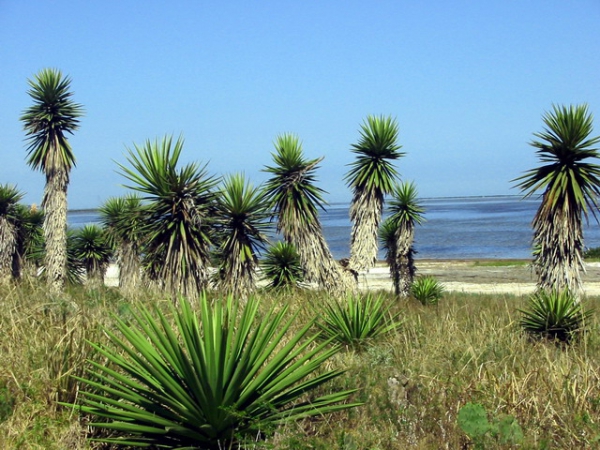 Zdjęcie ze Stanów Zjednoczonych - Laguna Atascosa NWR.