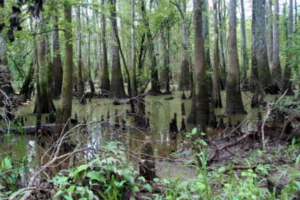 Zdjęcie ze Stanów Zjednoczonych - Big Thicket...