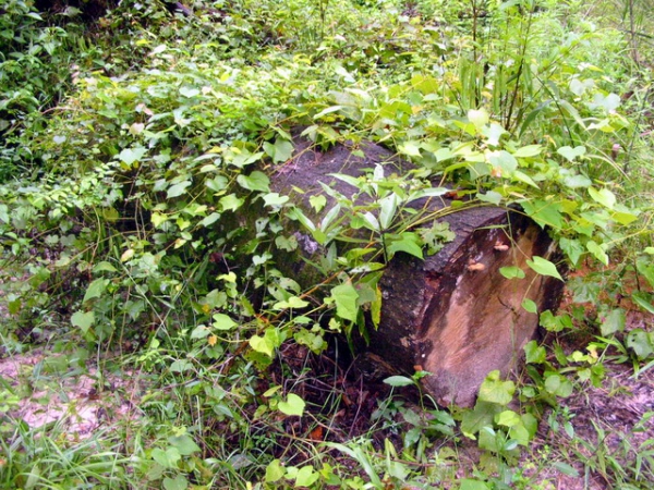 Zdjęcie ze Stanów Zjednoczonych - Natura jest szybka.