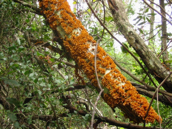 Zdjęcie ze Stanów Zjednoczonych - Grzyby z Big Thicket.