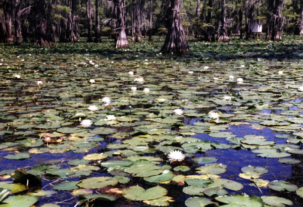Zdjęcie ze Stanów Zjednoczonych - Caddo lake - nenufary.