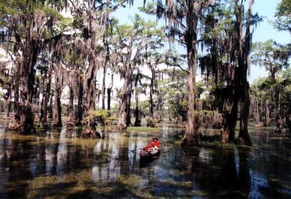 Zdjęcie ze Stanów Zjednoczonych - Caddo Lake.