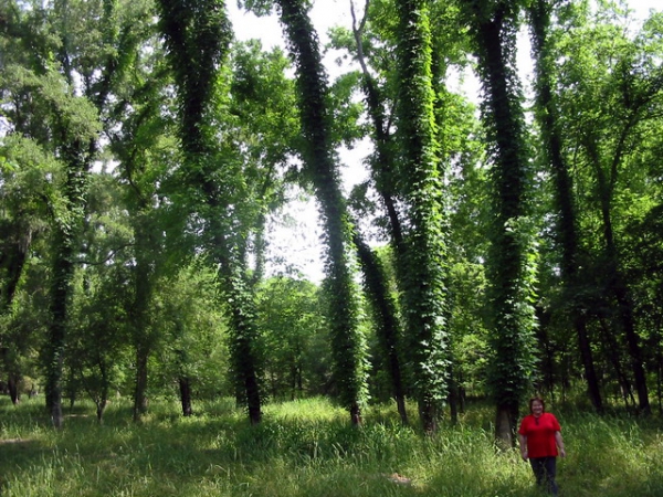 Zdjęcie ze Stanów Zjednoczonych - Kemping pod Houston.