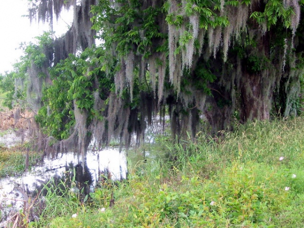Zdjęcie ze Stanów Zjednoczonych - Brazos Bend State Park.