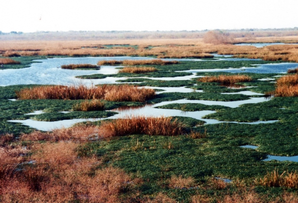 Zdjęcie ze Stanów Zjednoczonych - Brazos Bend SP.