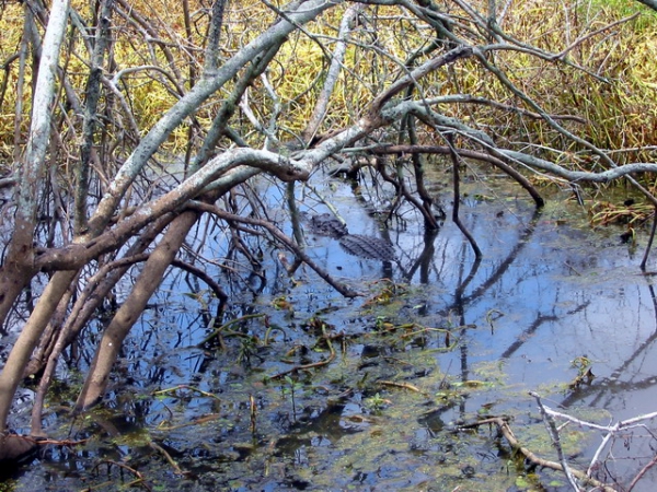 Zdjęcie ze Stanów Zjednoczonych - Brazos Bend SP.