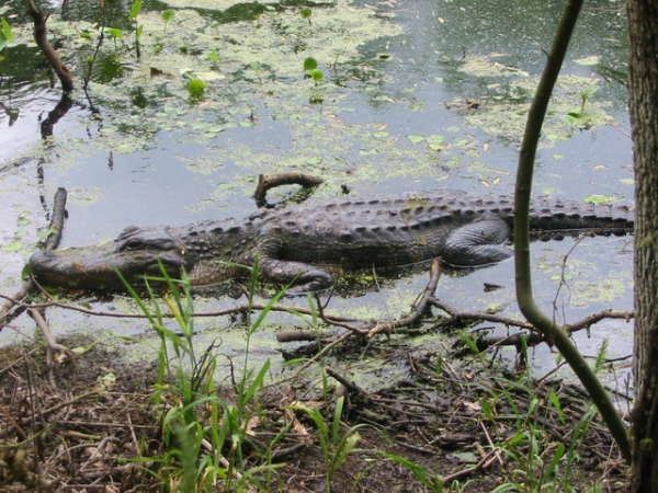 Zdjęcie ze Stanów Zjednoczonych - Brazos Bend SP.