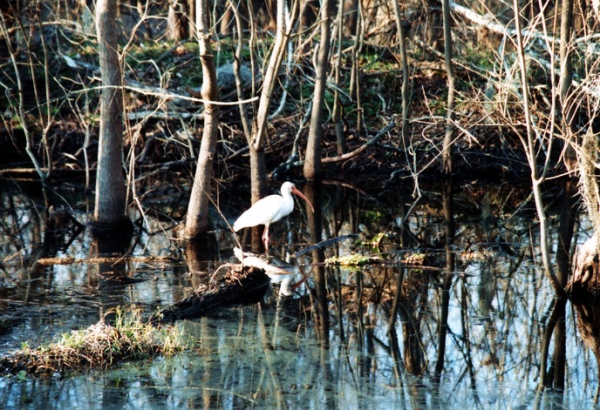 Zdjęcie ze Stanów Zjednoczonych - Brazos Bend SP.