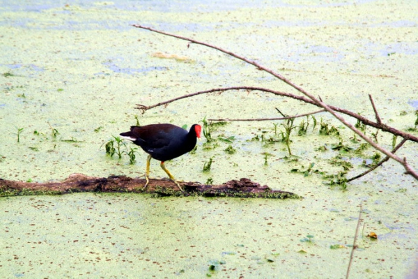 Zdjęcie ze Stanów Zjednoczonych - Brazos Bend SP.