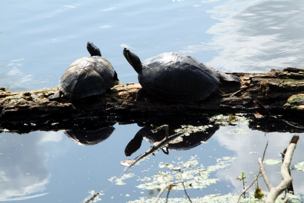 Zdjęcie ze Stanów Zjednoczonych - Brazos Bend SP.