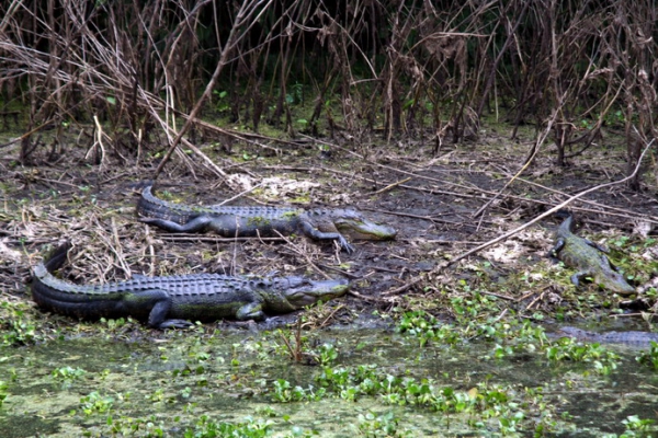 Zdjęcie ze Stanów Zjednoczonych - Brazos Bend SP.