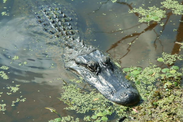 Zdjęcie ze Stanów Zjednoczonych - Brazos Bend SP.