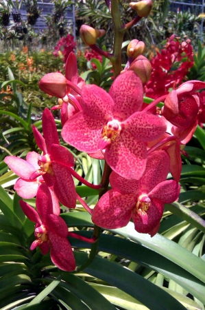 Zdjęcie z Tajlandii - Farma orchidei