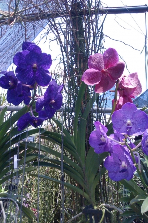 Zdjęcie z Tajlandii - Farma orchidei