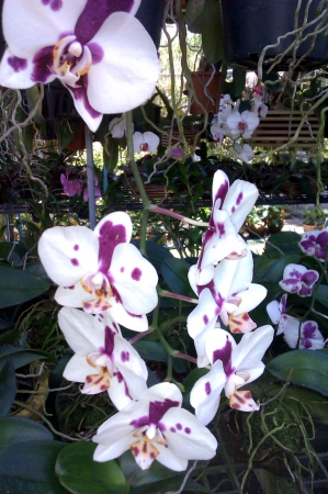 Zdjęcie z Tajlandii - Farma orchidei w Kata