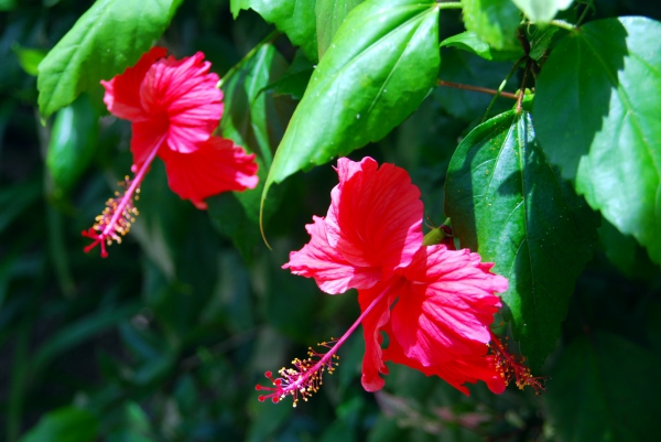 Zdjęcie z Tajlandii - Hibiskusy