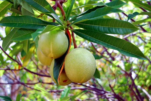 Zdjęcie z Tajlandii - Owoce guava.
