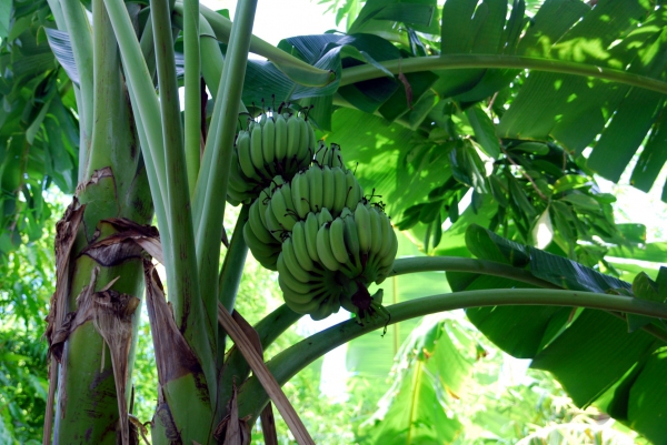 Zdjęcie z Tajlandii - Wszechobecne bananowce