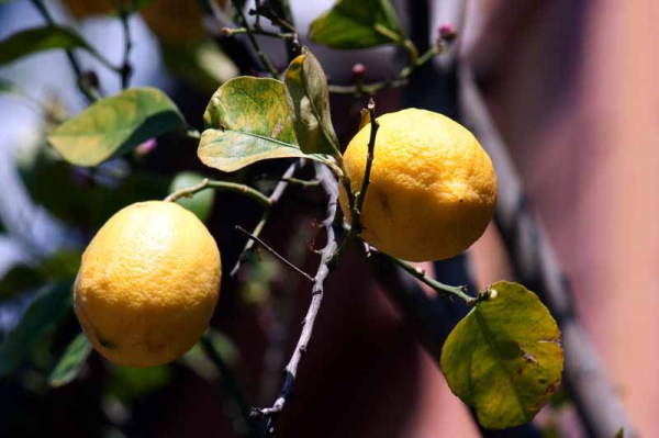 Zdjęcie z Włoch - SORRENTO 2011