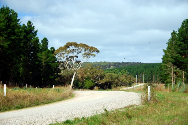 Zdjęcie z Australii - Droga przez Kuitpo Forest