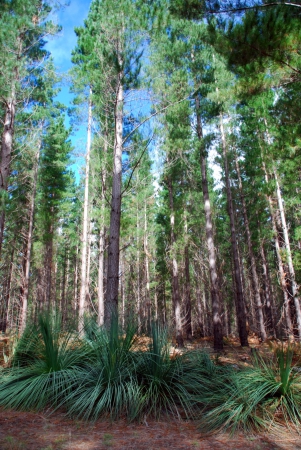 Zdjęcie z Australii - Kuitpo Forest