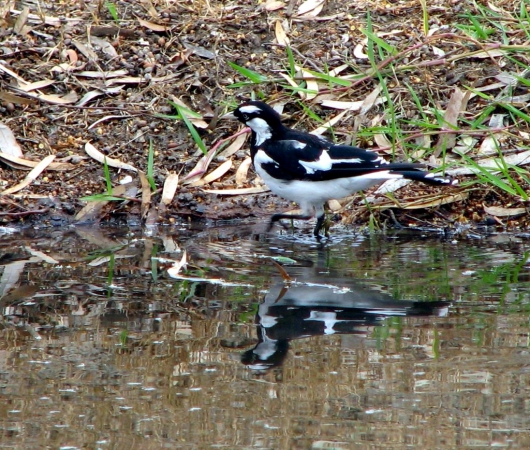 Zdjęcie z Australii - Magpie lark - mala sroka