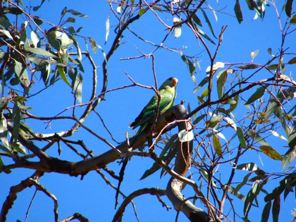 Zdjęcie z Australii - Papuga ringneck parrot
