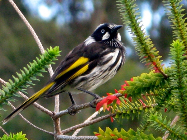 Zdjęcie z Australii - Miodojad (honeyeater)