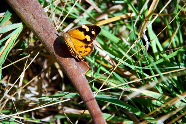 Zdjęcie z Australii - Motylek