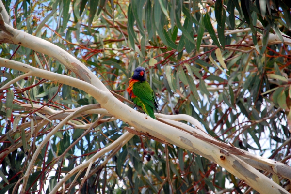 Zdjęcie z Australii - Rainbow lorikeet - lorysa