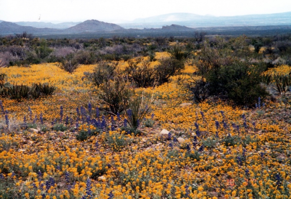 Zdjęcie ze Stanów Zjednoczonych - Big Bend NP.