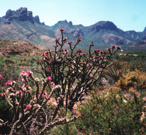 Zdjęcie ze Stanów Zjednoczonych - Big Bend NP.