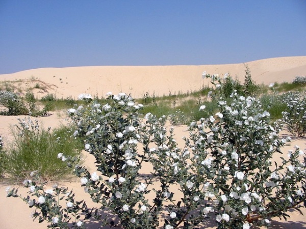 Zdjęcie ze Stanów Zjednoczonych - Monahans Sandhills SP.