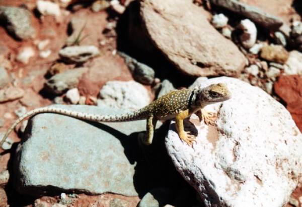 Zdjęcie ze Stanów Zjednoczonych - Palo Duro SP.