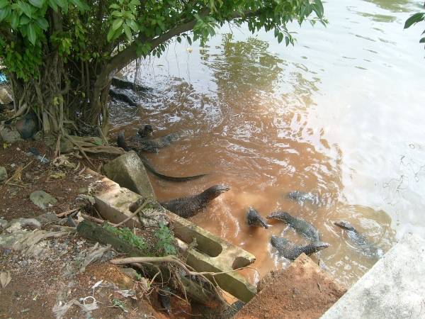 Zdjęcie ze Sri Lanki - Warany