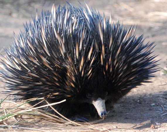 Zdjęcie z Australii - Echidna czyli kolczatka..