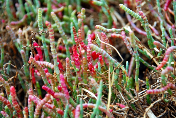 Zdjęcie z Australii - Roslina beaded samphire