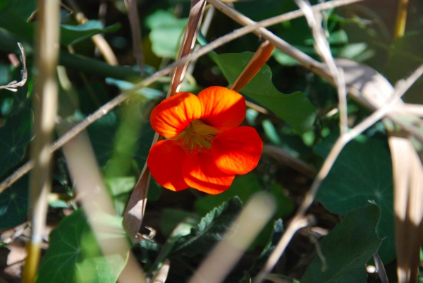 Zdjęcie z Australii - Australijska flora