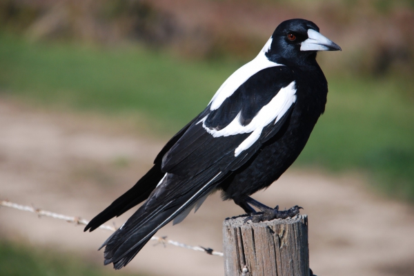 Zdjęcie z Australii - Magpie - australijska...