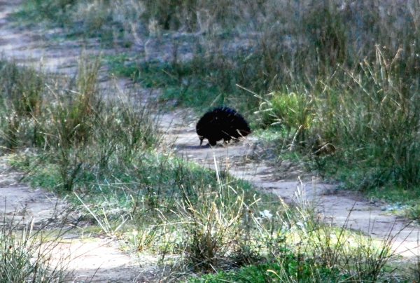 Zdjęcie z Australii - Echidna czyli kolczatka..