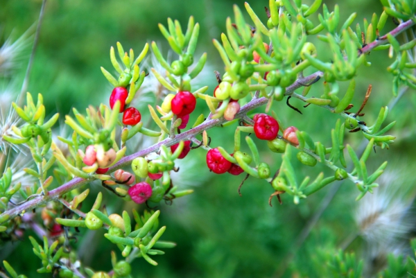 Zdjęcie z Australii - Australijska flora